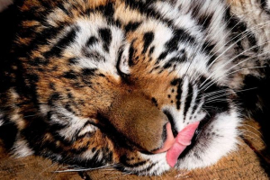 Primorye-ben a megmentett tigress wolter leopardot vette Primorye-ben a megmentett tigress wolter leopardot vette